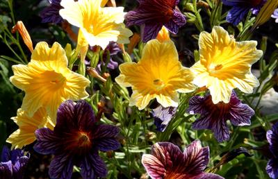 Salpiglossis sinuata